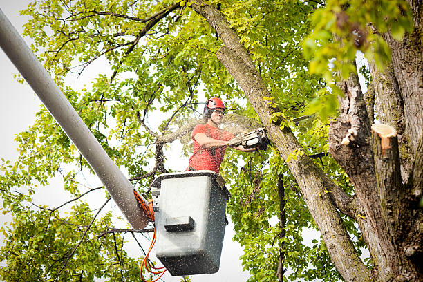 The Steps Involved in Our Tree Care Process in Salem, WV